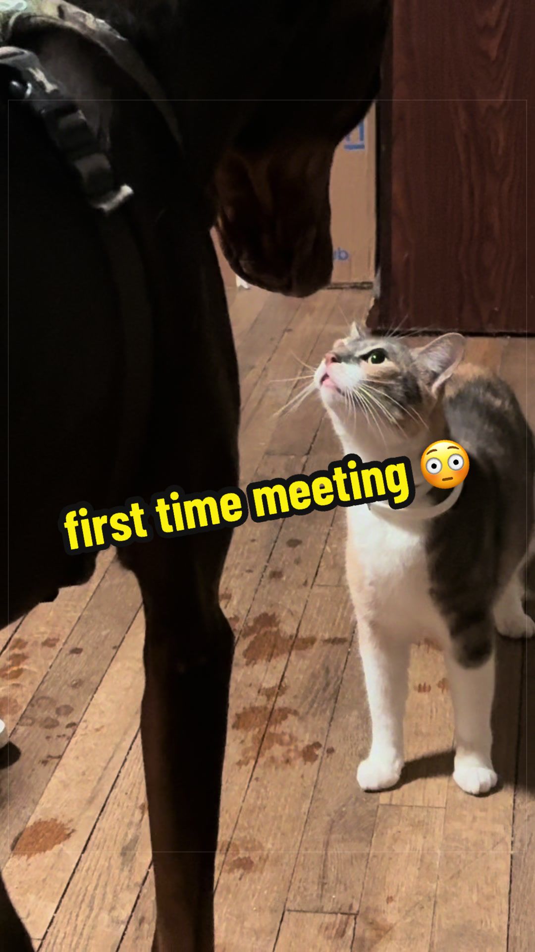 Pets video idea: b-roll montage