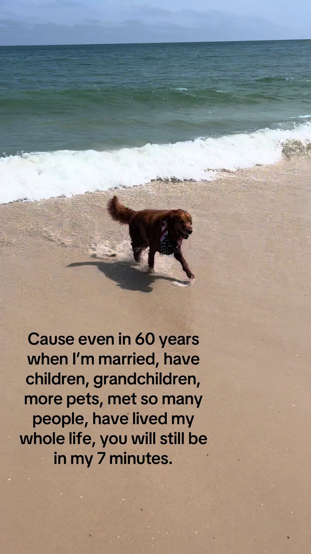 Pets video idea: b-roll montage