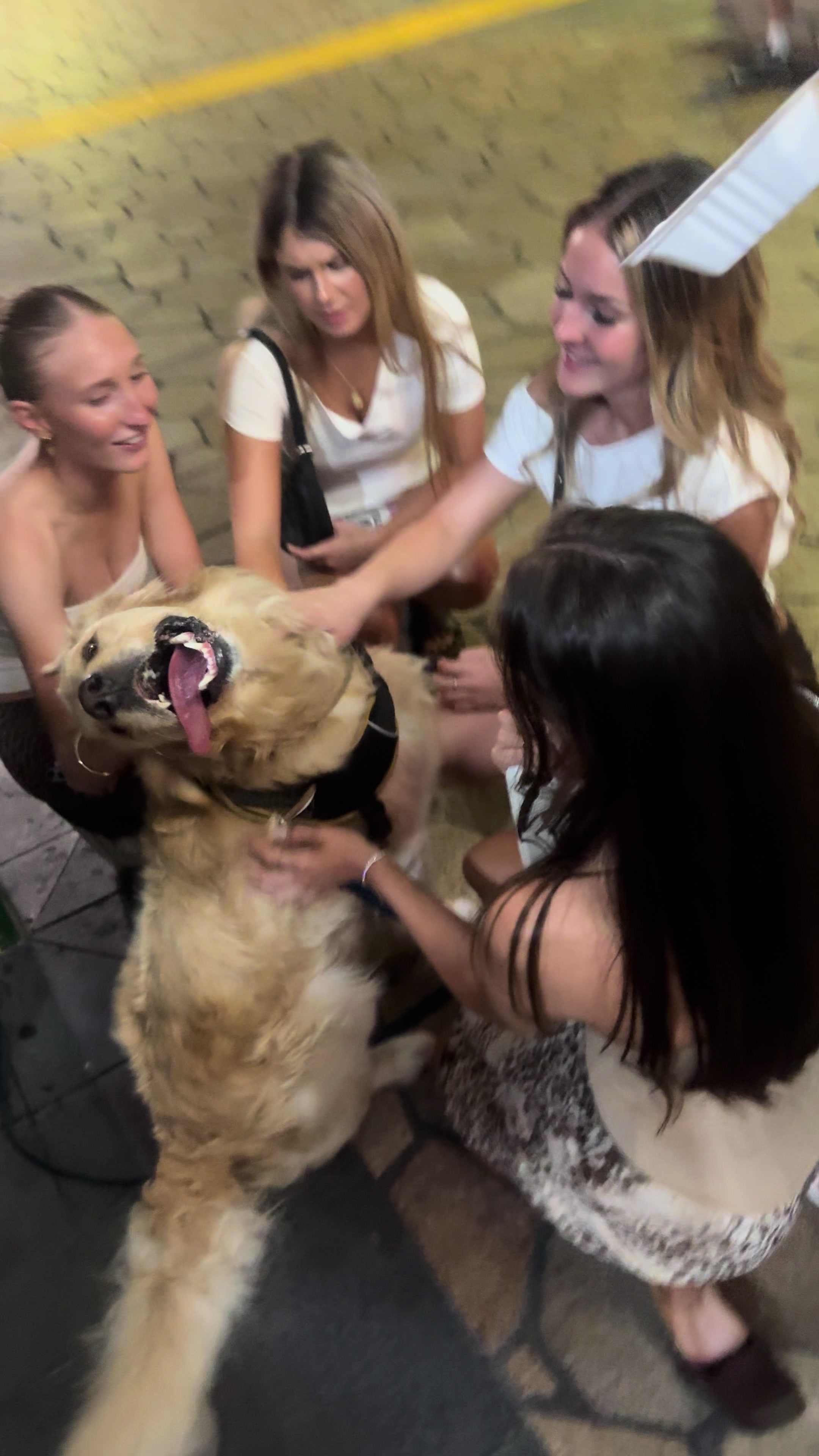 Pets video idea: pov