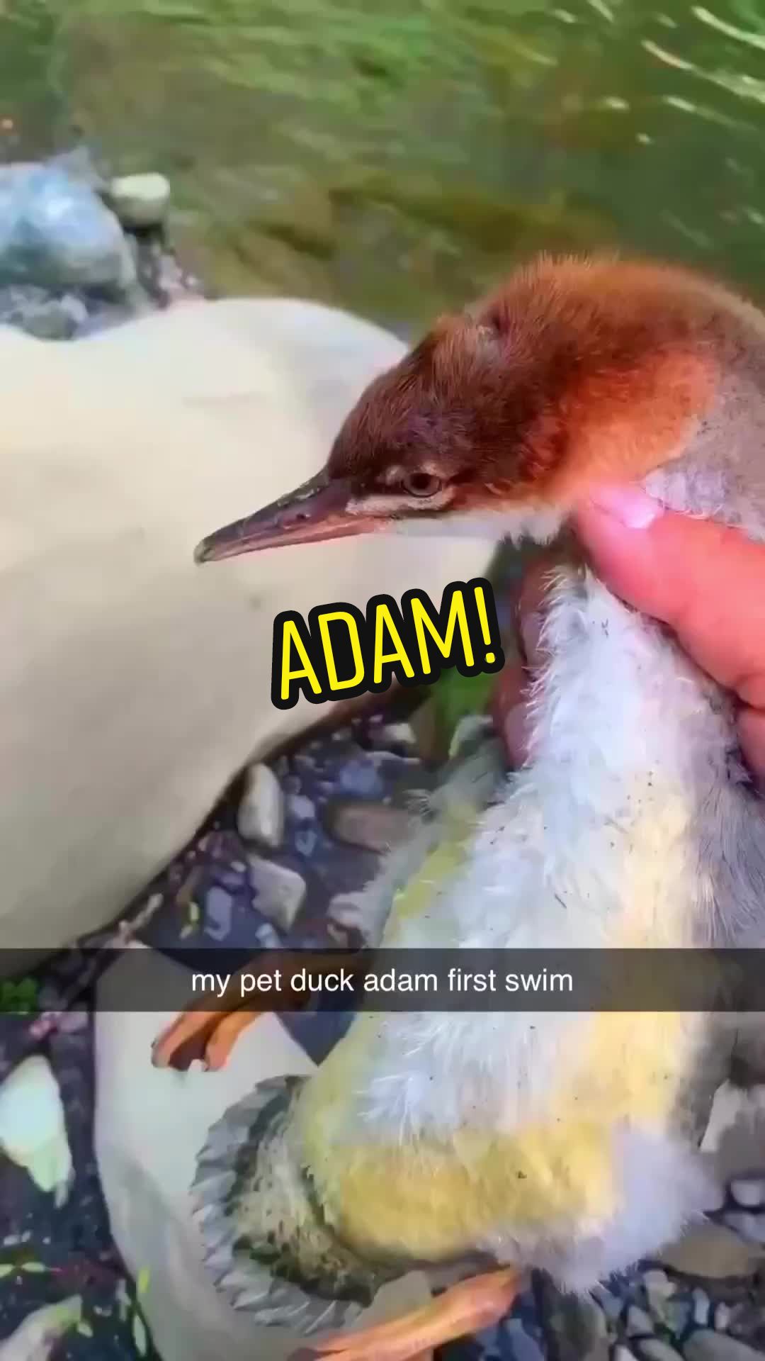 Pets video idea: pov