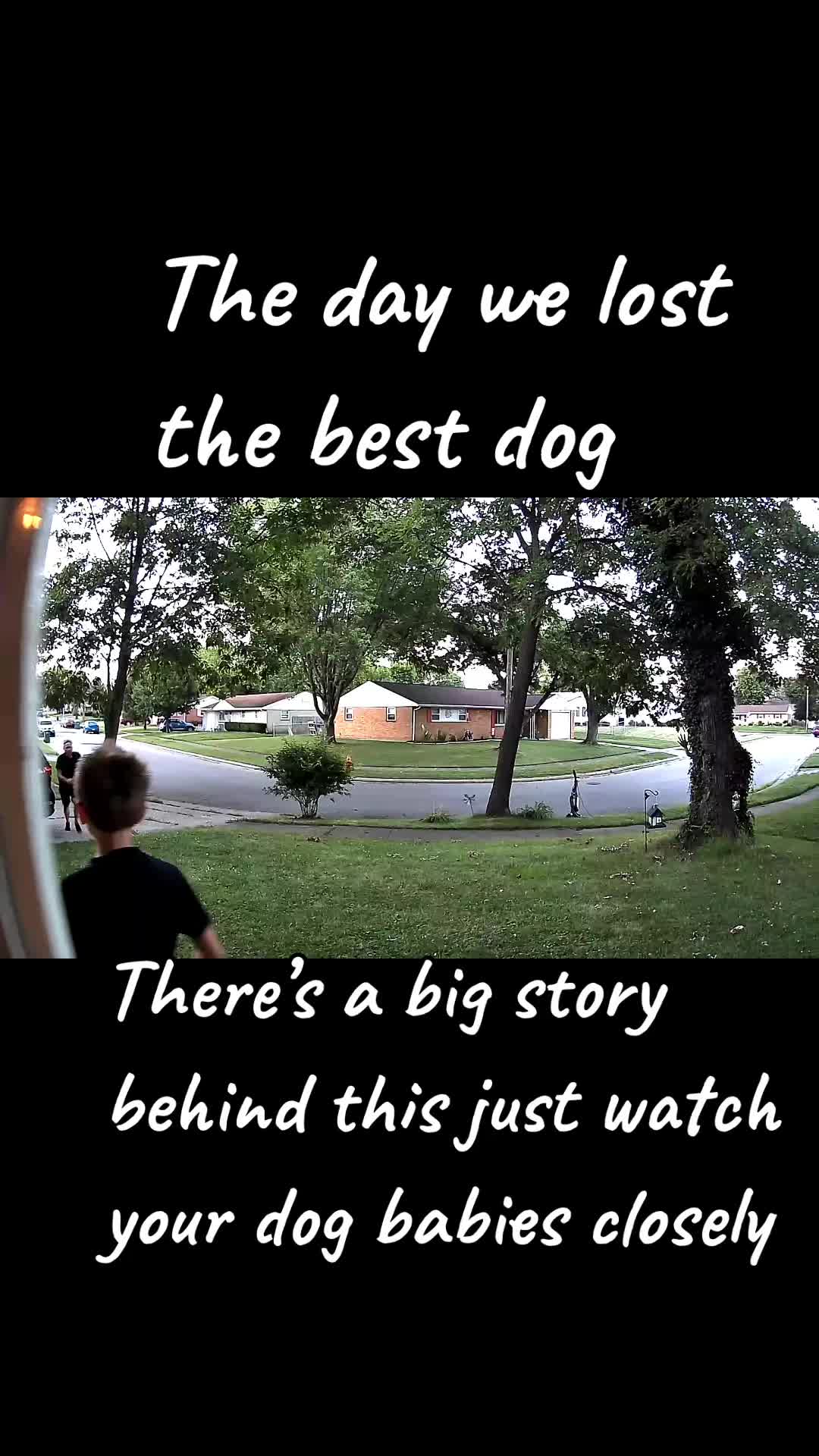Pets video idea: b-roll montage
