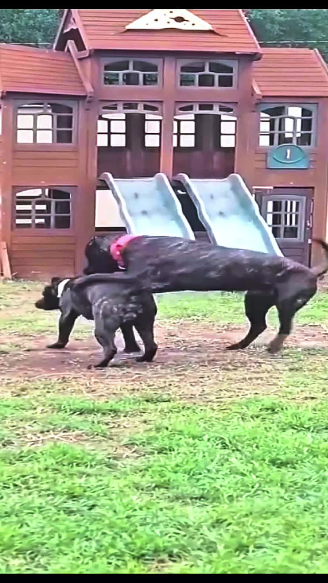 Pets video idea: b-roll montage