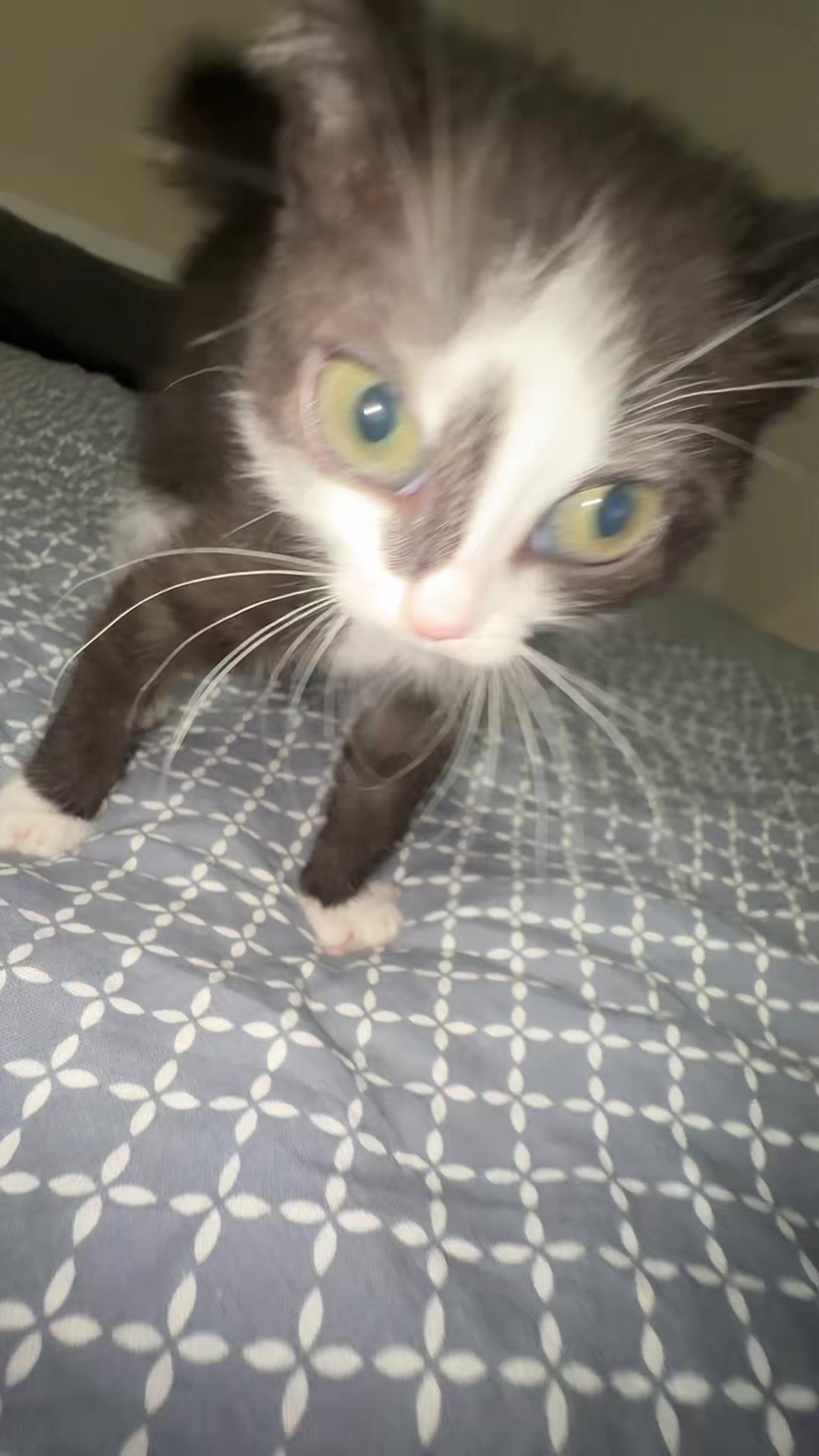Pets video idea: pov