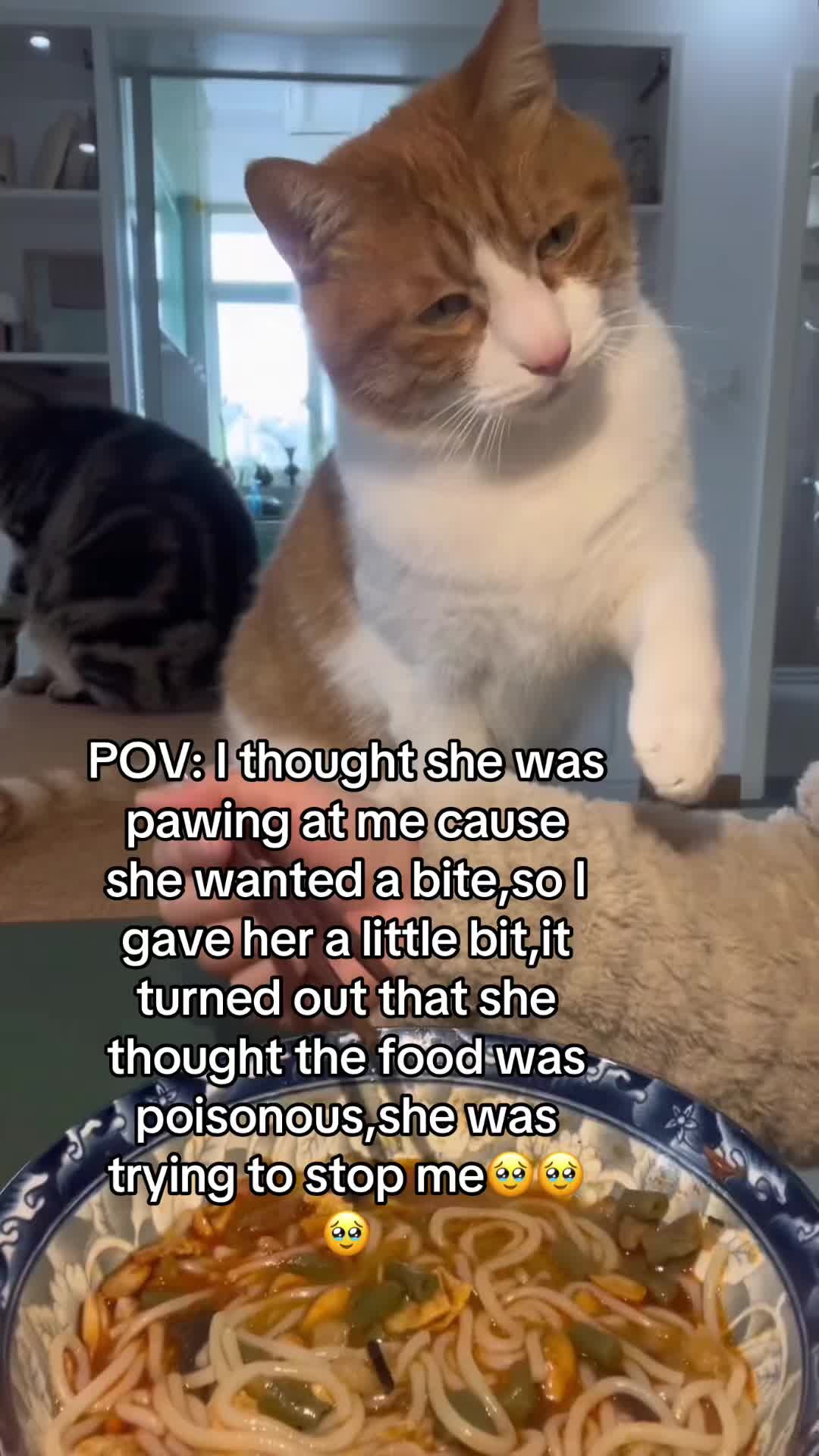 Pets video idea: pov