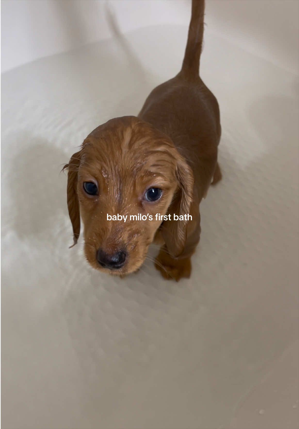 Pets video idea: pov