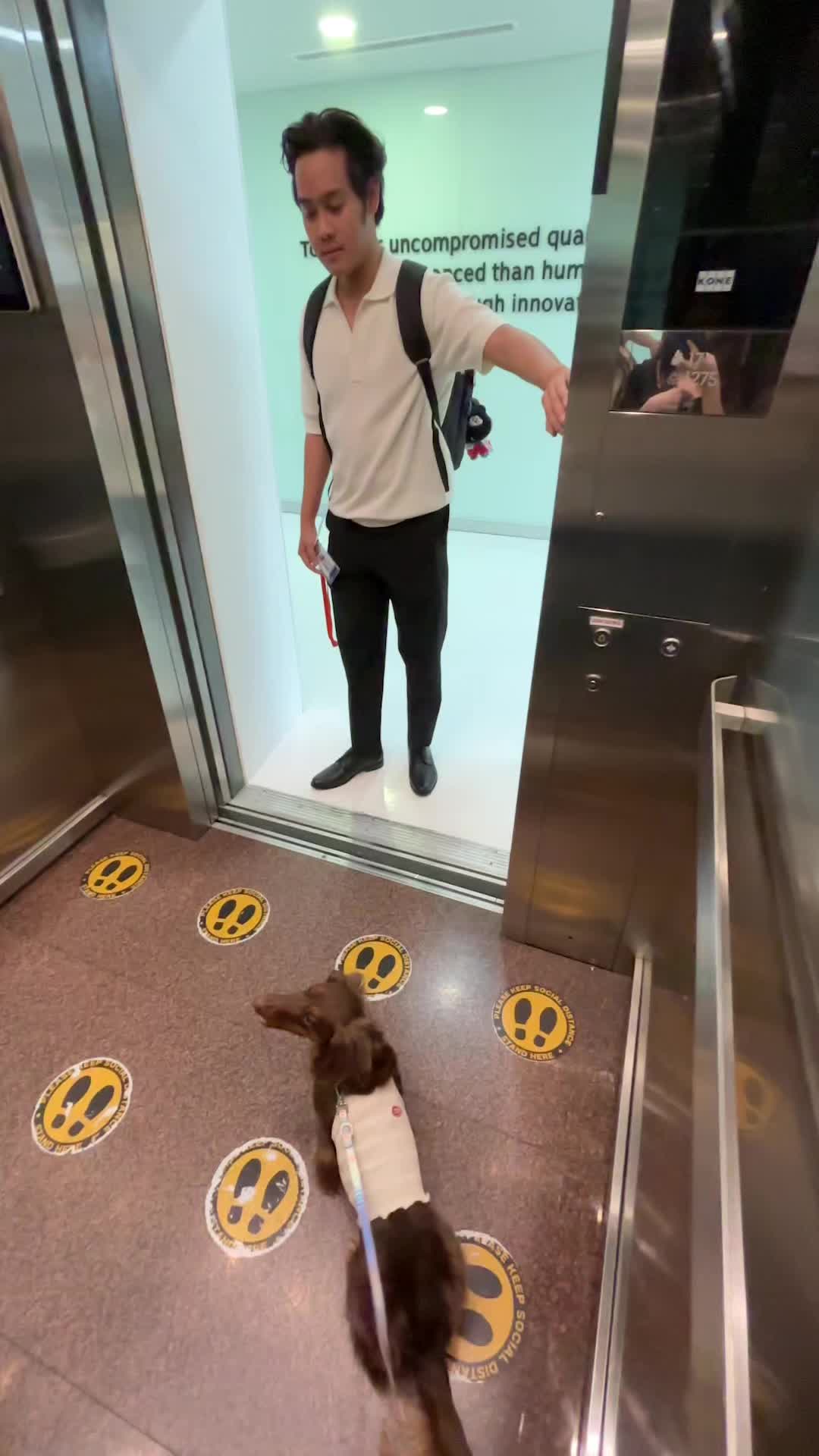 Pets video idea: pov