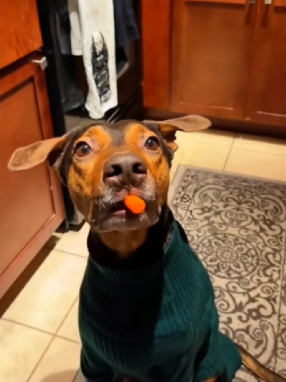 pets short-form example by driftkingsunited7