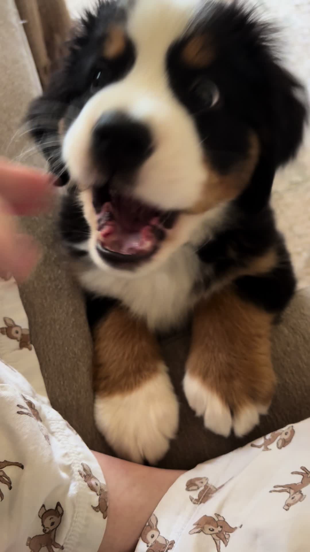 Pets video idea: pov